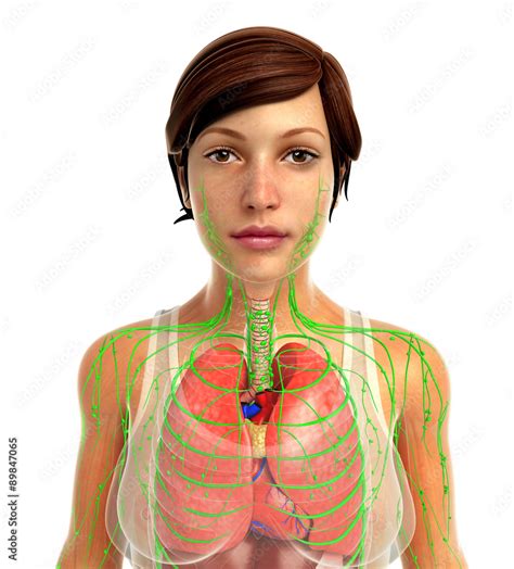 3d rendered illustration of female lungs anatomy Stock Illustration ...