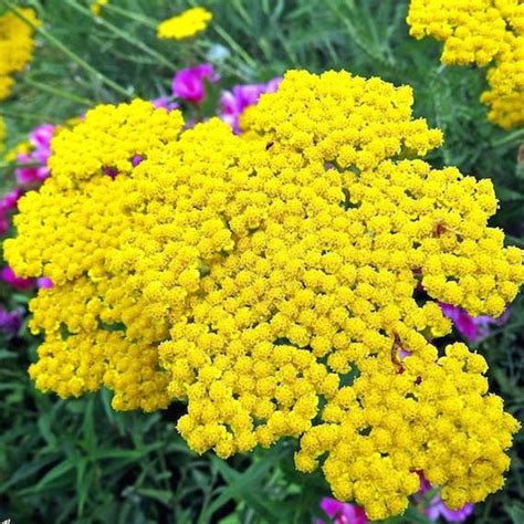 Yarrow Seeds | Shop 6 Varieties | Eden Brothers