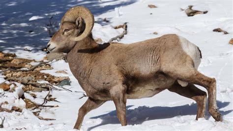 Bighorn Sheep Population: How Many Roam the World? - A-Z Animals