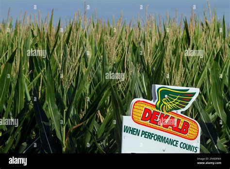 The DEKALB corn logo is seen on along side of rows of corn Sunday, July 22, 2012 in Ashland, Ill ...