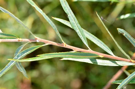 Coyote willow (Plants of the Middle Rio Grande Bosque) · iNaturalist