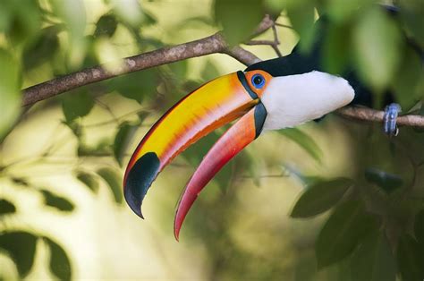 Toco toucan in a tree Photograph by Science Photo Library | Fine Art ...