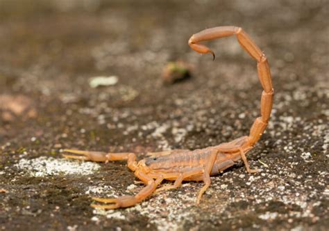 Scorpions in Texas: The Truth Behind Their Stings