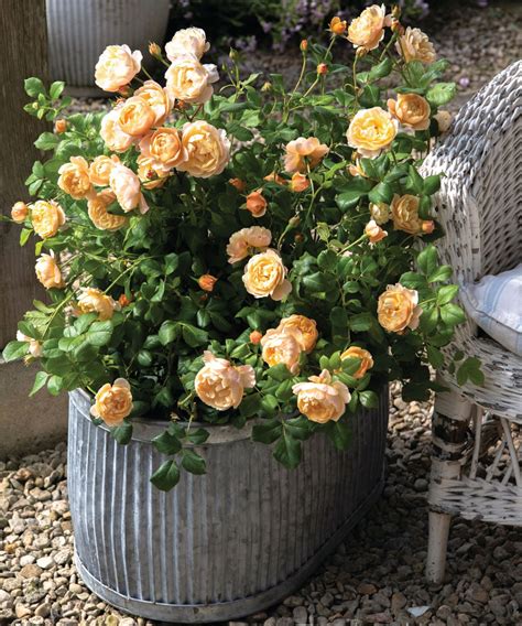 Landscaping with roses: 8 techniques to try | Homes & Gardens