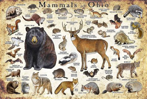 Animals in Ohio - Pro Animal Guide