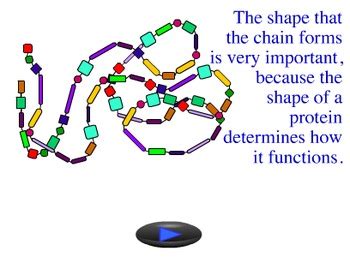 Animation - Protein Synthesis by Jim Wanamaker from Lew-Port's Biology Place