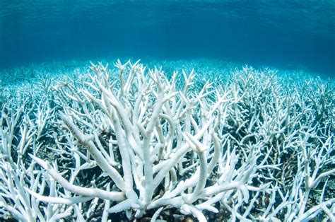 Climate Change Has Already Devastated the Great Barrier Reef - Newsweek