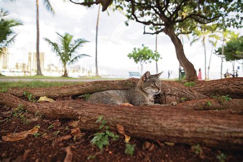 Letter: Use other feral-cat options, not euthanasia | Honolulu Star-Advertiser