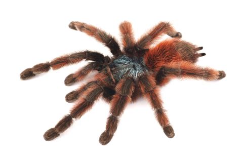 The Best Practices to Keep Antilles Pinktoe Tarantula - Animascorp