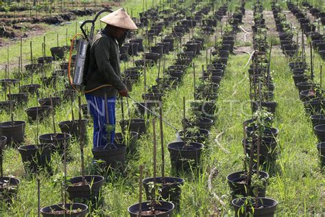 PERTANIAN PERKOTAAN SURABAYA | ANTARA Foto