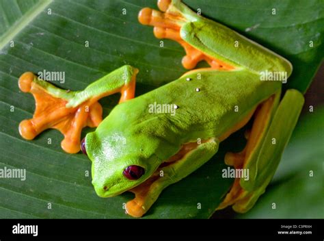 What Tree Frogs Are Not Poisonous: A Guide To Harmless Amphibians