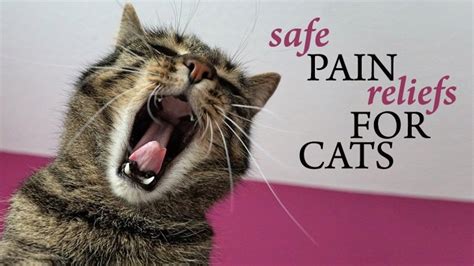 Pain Relief For Cats - Catological