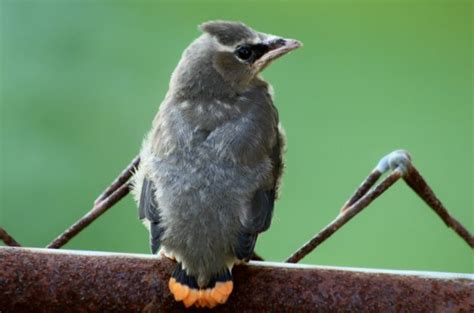 Cedar Waxwing - Birds and Blooms