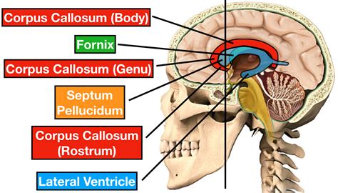 Ventricle Anatomy