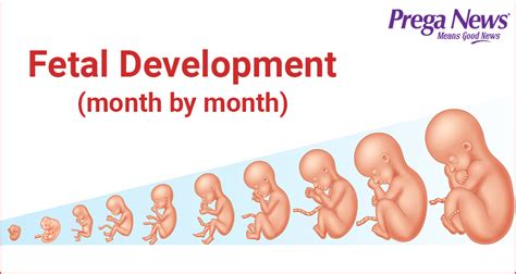 Stages Of Baby Development In The Womb Pictures – Baby tickers