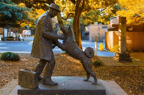 Hachiko - historia psa, który ma swój pomnik. - PetPortal.pl