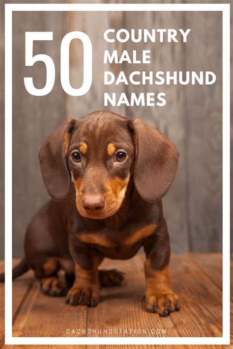 Top Unique Dachshund Names *2024*- Dachshund Station | Dog names, Dachshund puppies, Puppy names