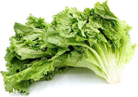 Green Leaf Lettuce Information and Facts