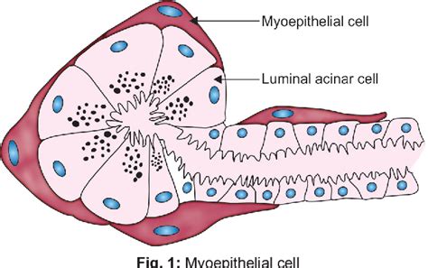 Figure 1 from The ambiguous salivary myoepithelial cells. | Semantic ...