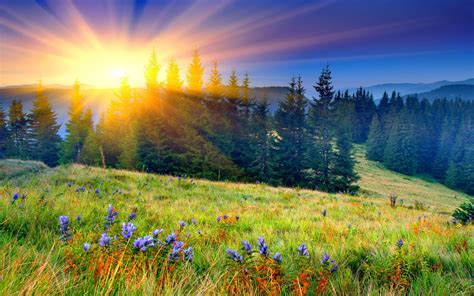 Download Sunbeam Tree Flower Field Mountain Sunset Nature Landscape HD ...