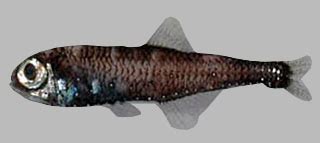 Lanternfish - Deep Sea Creatures on Sea and Sky