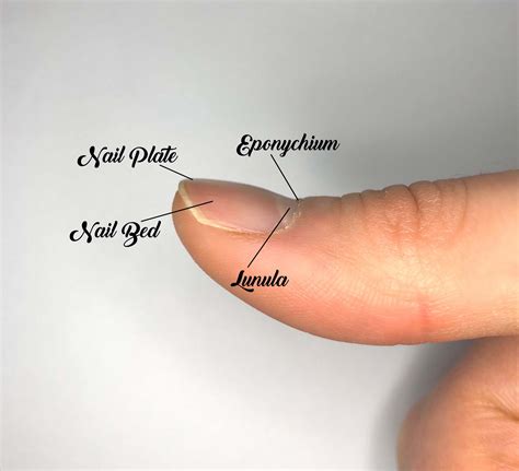 Anatomy of the Nail | Anatomy of the Nail and Why It's Vital We Know