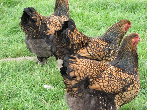 Gold laced brahmas. Reminds me of our pet Rosie we had. Chicken And Cow, Hen Chicken, Chicken ...