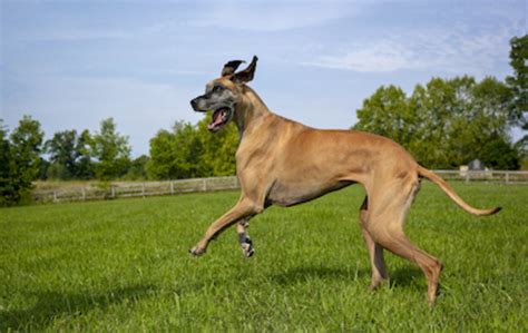 15 Biggest Dog Breeds in the World are Large - Parade Pets