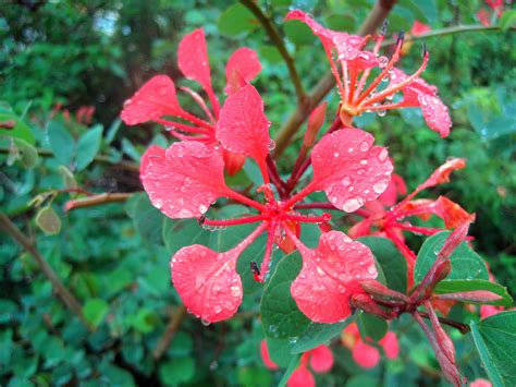 Crimson Pride Of The Cape Flower Free Stock Photo - Public Domain Pictures