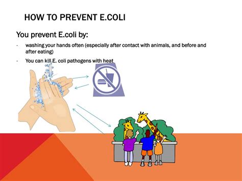 PPT - recent E. coli outbreak PowerPoint Presentation, free download ...