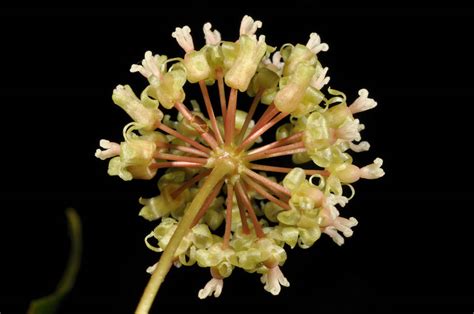 Smilax plant6 (Smilacaceae) image 72123 at PhytoImages.siu.edu