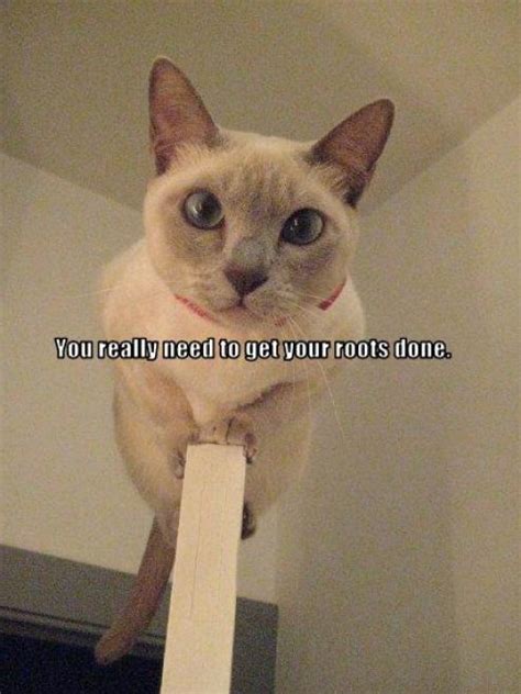 Lol funny pictures of cats with captions