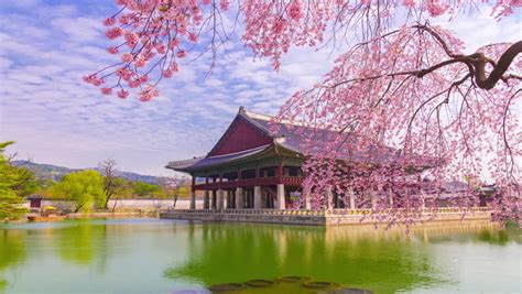 time lapse gyeongbokgung palace cherry blossom Stock Footage Video (100% Royalty-free ...
