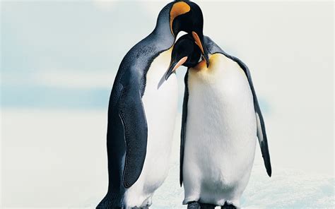 Penguins in love - Animal couple wallpaper | Penguins, Animals, Penguin ...