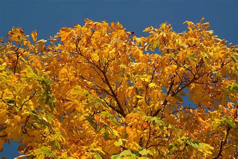 Chestnut, Leaves, Autumn, Fall, Fall Color, chestnut leaves, autumn, tree, chestnut tree, golden ...