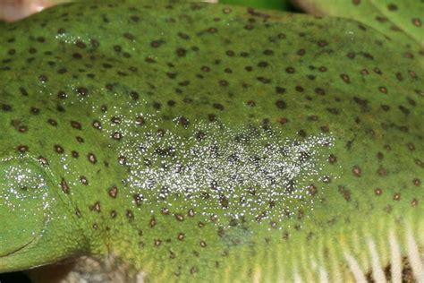 Starry frog rediscovered after thought extinct for 160 years (photos)