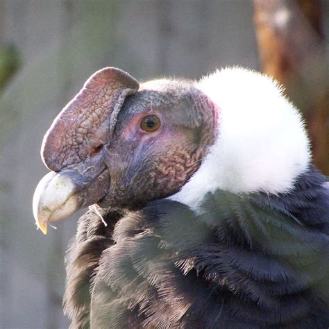 Everything You Wanted to Know About the Andean Condor - HubPages