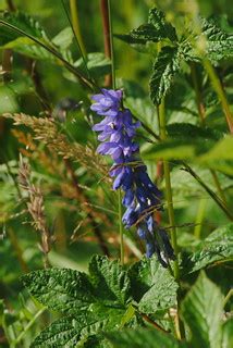 Tufted Vetch 1 | Almost the last chance to take pics of our … | Flickr