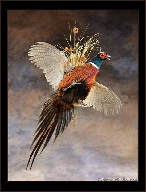 New Mounts Gallery 1 | Waterfowl taxidermy, Pheasant mounts, Taxidermy ...