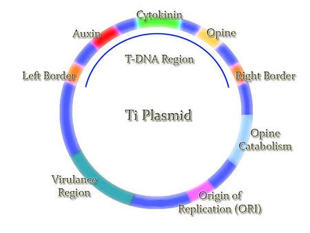 Plasmid | Vector, Construction & Replication - Lesson | Study.com