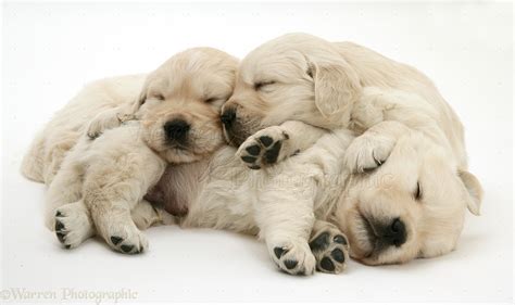 Dogs: Three Golden Retriever pups sleeping photo - WP13346