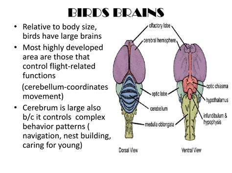 PPT - CLASS AVES: THE BIRDS PowerPoint Presentation, free download - ID ...