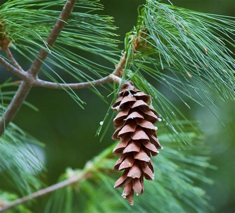 State Flower - White Pine and White Pine Cone & Tassel | Maine ...