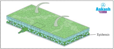 Epidermal Tissue System: Functions, Components & Structure | AESL