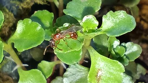 Is this a queen ant? If so any idea what species? : r/ants