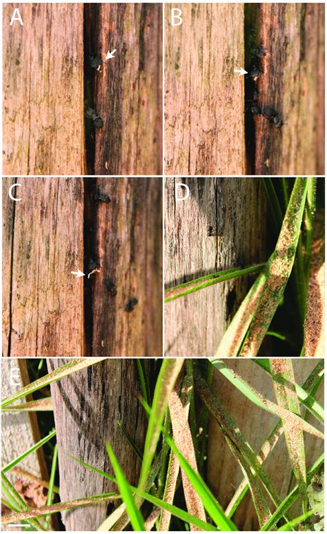 Cephalotes pusillus digging behavior records. (A-C) Workers unloading... | Download Scientific ...