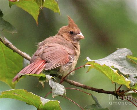 Northern Cardinal Fledgling Photograph by Deborah Smith