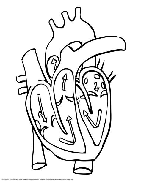 Circulatory System For Kids Coloring Pages - ClipArt Best