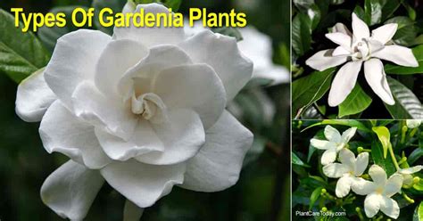 Gardenia Varieties: Types Of Gardenia Plants, Landscape and Potted