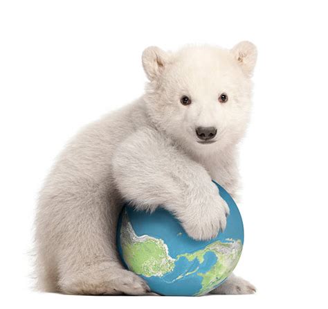 Best Polar Bear Sitting Up Stock Photos, Pictures & Royalty-Free Images - iStock